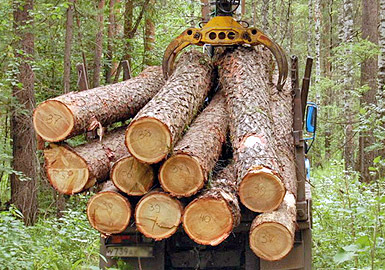 заготовка древесины в северных районах Кировской области